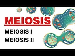 Meiosis Explained: From Prophase to Telophase | Meiosis 1 & 2 | Importance of Meiosis