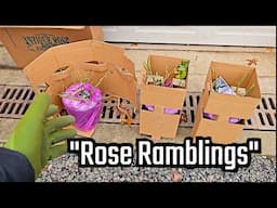 Rambling with Roses: Planting & Talking Garden Dreams!