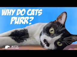 Why Do Cats Purr?