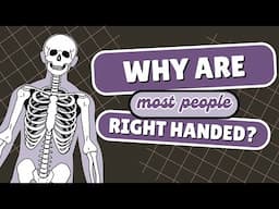 Why did humans become mostly right-handed?