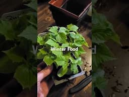 Winter Food With Miniature Vegetable Varieties #gardening #growyourownfood #miniaturegrowing