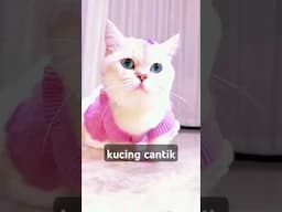 kucing cantik