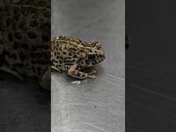 Baby Toad comes into the vet clinic! #shorts #toad