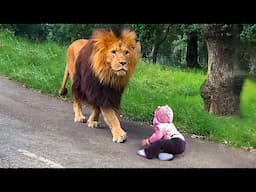 The Lion Found An Alone Little Boy On The Road, Then What The Lion Did Next Will Make You Surprised!