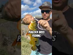 Peacock Bass Fishing