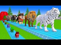 Paint & Animals Cow,Zebra,Monkey,Buffalo,Elephant Fountain Crossing Transformation Animal Cartoon