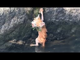 Drowning kitten desperately grasped the wall, hoping someone would hear its cry for help...