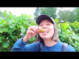 We went Muscadine picking in North Carolina!!!