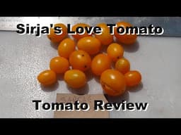 Sirja's Love Tomato | Solanum lycopersicum | Tomato Review 2024