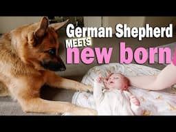 German Shepherd meets baby