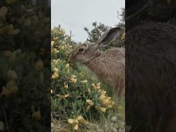 Join me to photograph Born Hares this spring! Wildlife Photography Workshop UK #wildlifephotography