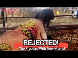 Rejected Lambs: Challenges With First-Time Moms During Lambing