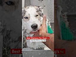 Best Shampoo For Dog’s 🦮 Soft & Shiny Hair❗️