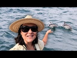 WATCH THIS to see a DOLPHIN tour in AUCKLAND 🐬