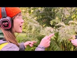 Tree Health in a Changing Climate: Connecting 7th Graders to the Western Redcedar, Hoyt Arboretum