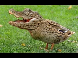 Golden Crocoduck winner 2024