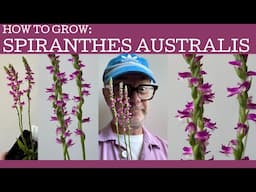 How to grow: Spiranthes australis