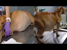 Hidden inside the huge belly are all kinds of diseases, her life is in great danger