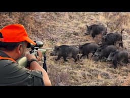 WILD BOAR INVASION: INCREDIBLE MASSIVE BOAR SHOTS, EPIC DRONE HUNTING SCENES!