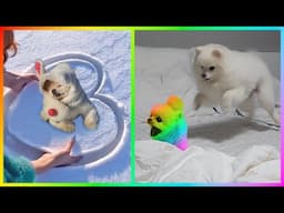 Funny and Cute Dog Pomeranian 😍🐶| Funny Puppy Videos #392