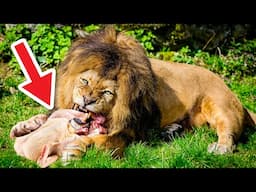 BIG CATS Get TURKEY THANKSGIVING FEAST ! LIONS, TIGERS, JAGUARS, LIGERS !!