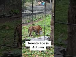 Toronto Zoo in Autumn #travel #autumn #autumnleaves #fallcolors #zoo #animalshorts