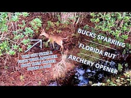 BUCKS SPARRING {{Florida Rut}} ARCHERY OPENER 2020