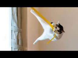 New Funniest Cats And Dogs Videos 😁 Best Of The 2024 Funny Animal Videos 😁 - Cutest Animals Ever