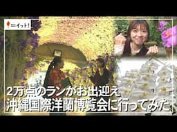 2万点のランがお出迎え　沖縄国際洋蘭博覧会に行ってみた（沖縄テレビ）2025/2/05