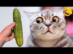 New Funny Animals 2024 😂 Funniest Cats and Dogs #21 🐶😻 Pets Awesome