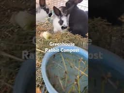 The Rabbit Greenhouse Feeding #greenhouse #rabbits #compost