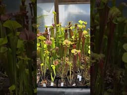 Sarracenia Greenhouse May 25, 23