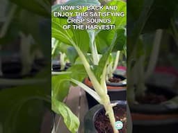 Harvesting My Homegrown Bok Choy – ASMR Garden Moment #bokchoy #harvesting #homegrown