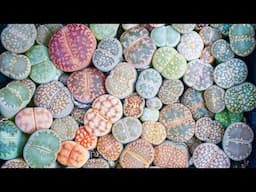 How to Grow Lithops, the Self-Watering Living Stone | MCG in the Greenhouse