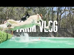 Dog Video of Dogs Swimming | Dog Farm Sanctuary Australia