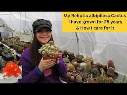 My Rebutia albipilosa Cactus I have grown for 28 Yrs & How I Care for it #cacti #cactus