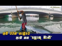 Amazing! Big Fish Hunting Under Bridge Using Live Baits | River Fishing In Sri Lanka