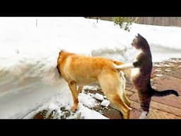 Try Not To Laugh Cats And Dogs Videos 😁 - BEST Funny Animal Videos 2024 🥰 #11