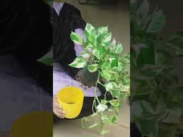 Tip to Maintain Healthy Indoor Plants