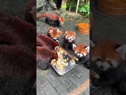 Cute Red Pandas Eating Fruits Together