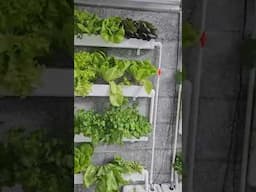 Grow Lettuce At Home With Hydroponics