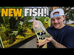 Buying these FISH to SAVE the AQUARIUM!!