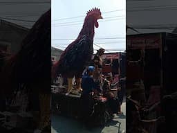 ayam jago ikut karnaval #shortsvideo