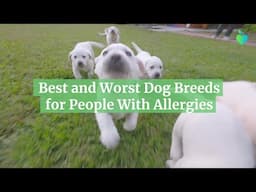 Best and Worst Dog Breeds for People With Allergies