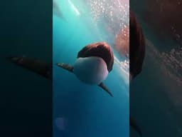 Killer Whales Follow GoPro 🎬 Kyle Hargrave #Shorts #Orcas