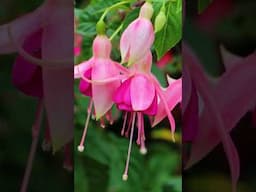 FUCHSIAS - SUMMER COLOUR GUIDE #flowers #gardening #gardening