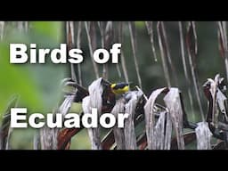 Birding in Ecuador