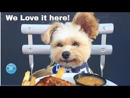 Top 10 dog-friendly restaurants