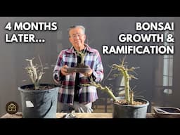 Progress Update on Making Home Depot Maples into Bonsai (Part 5)