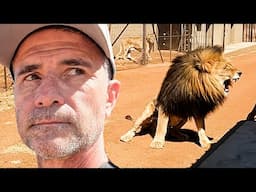 Old LIONS and Naughty HYENAS Make My Life Difficult | The Lion Whisperer